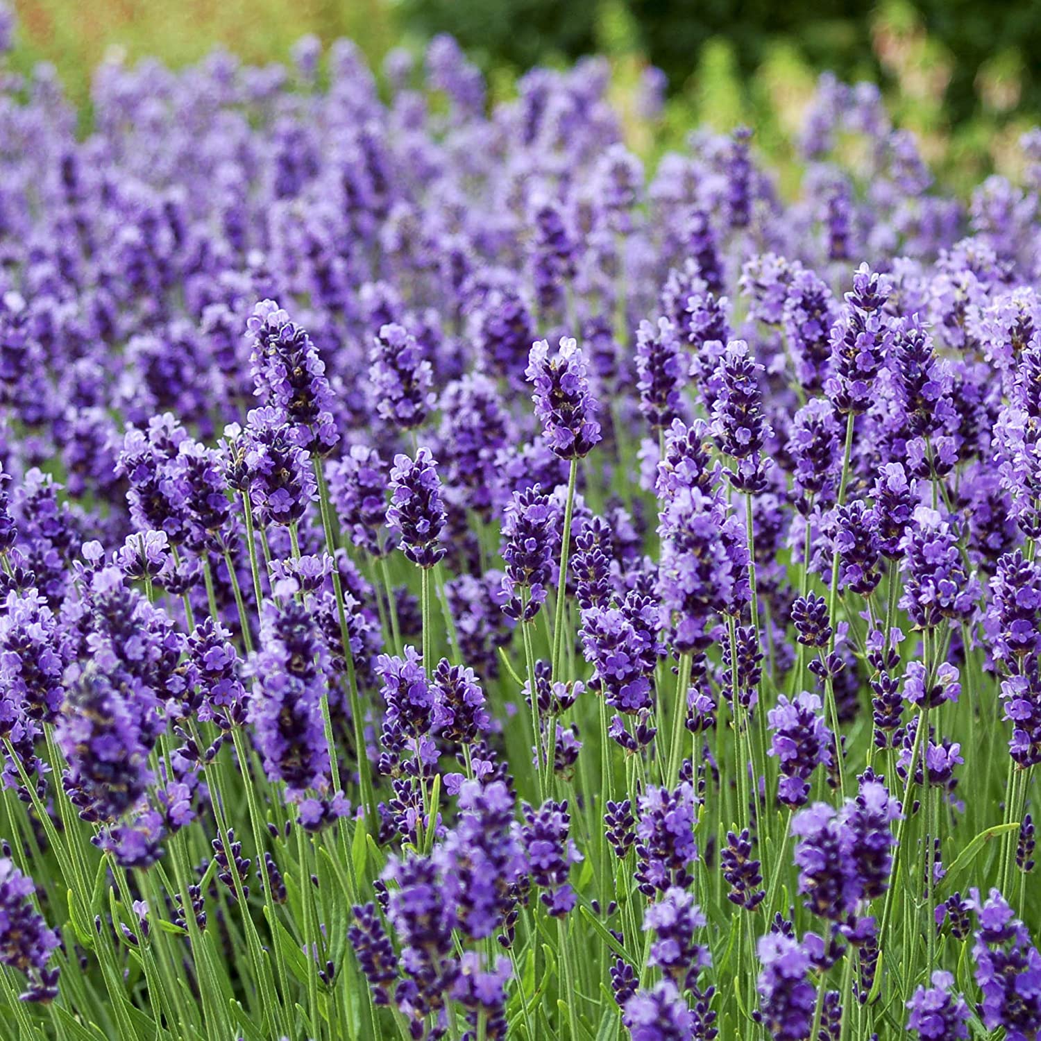 Cao tinh dầu Oải hương - Lavender Balm