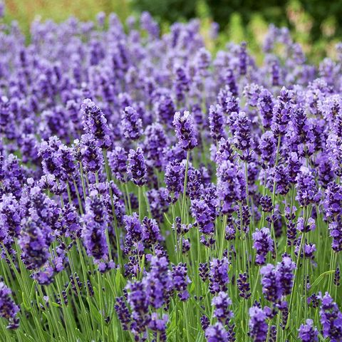 Lăn tinh dầu thiên nhiên Oải hương - Lavender Roll On - Dầu thảo mộc - Dầu gió
