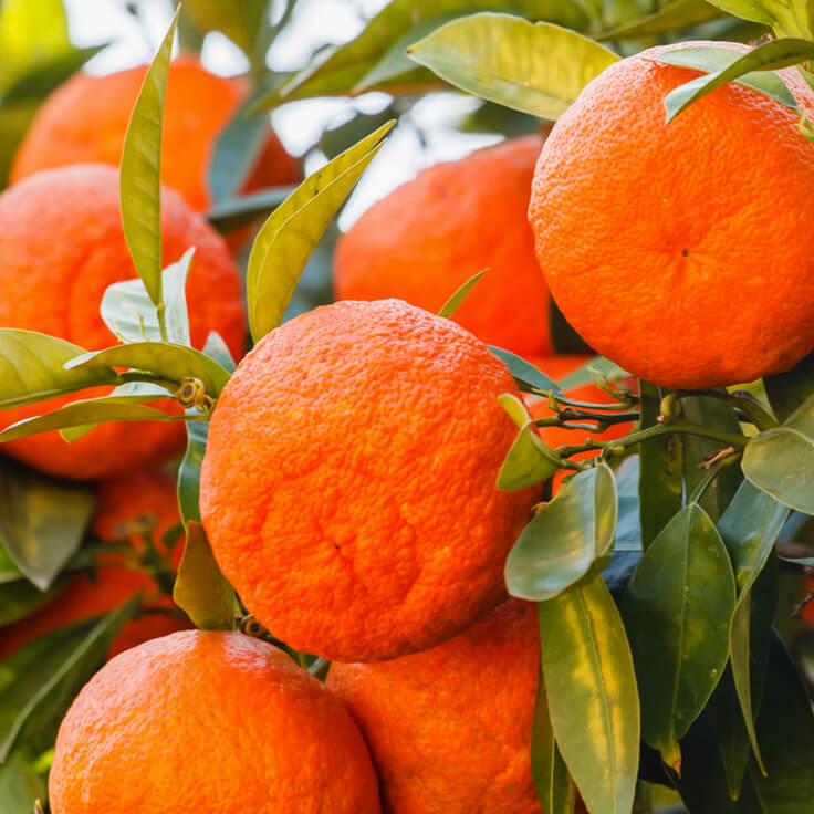 Tinh Dầu Hữu Cơ Vỏ Bưởi Hồng - Eco Grapefruit Essential Oil - tinh dầu xông nhà, tinh dầu thơm nhà