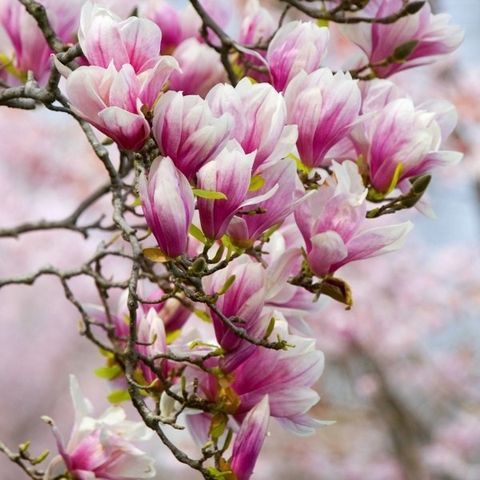 Tinh Dầu Thiên Nhiên Vườn Hoa - Garden's Flower Essential Oil - tinh dầu xông nhà, tinh dầu thơm nhà