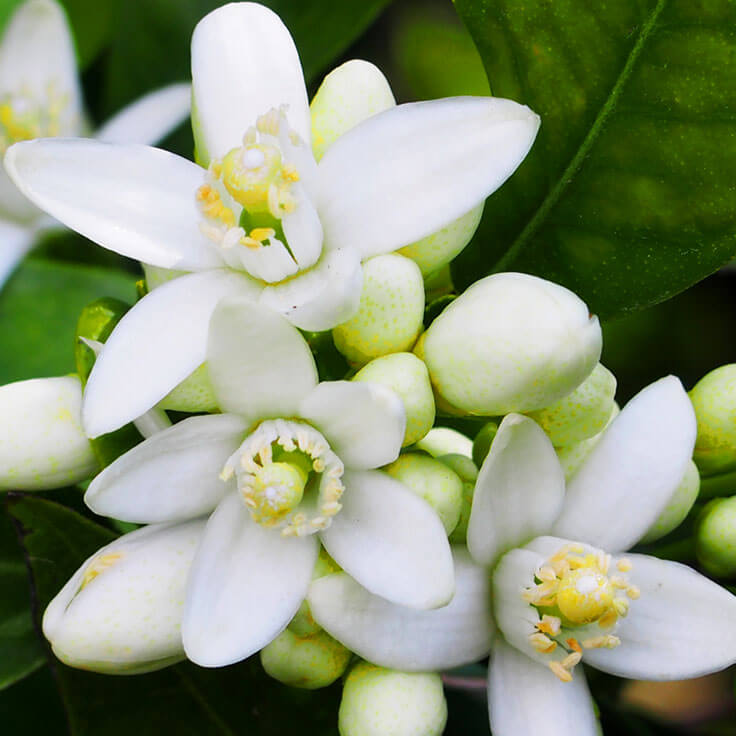 Tinh Dầu Thiên Nhiên Hoa Cam - Neroli Essential Oil - tinh dầu xông nhà, tinh dầu thơm nhà