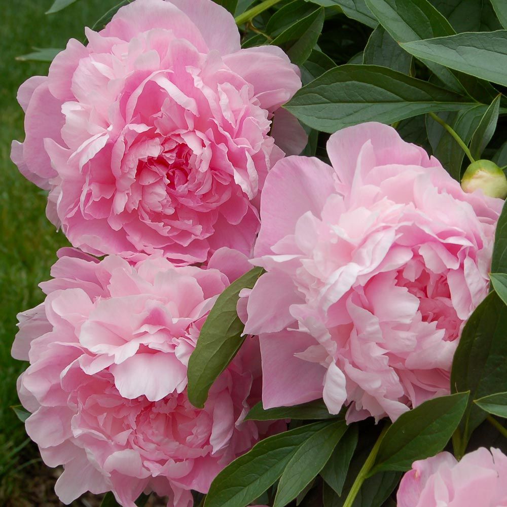 Tinh Dầu Thiên Nhiên Hồng Tiêu - Rosa Bella Essential Oil - tinh dầu xông nhà, tinh dầu thơm nhà