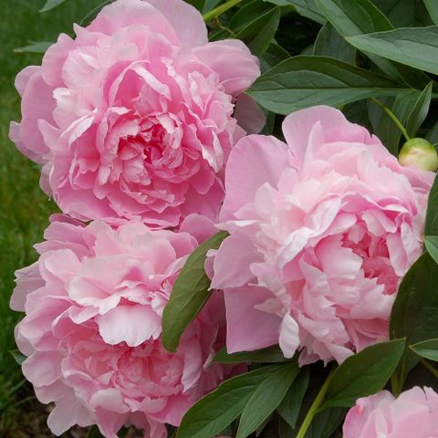 Tinh Dầu Thiên Nhiên Hồng Tiêu - Rosa Bella Essential Oil - tinh dầu xông nhà, tinh dầu thơm nhà