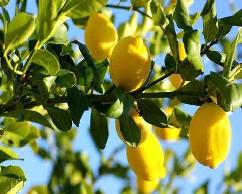 Tinh Dầu Thiên Nhiên Thảo Quả - Fresh Garden Essential Oil - tinh dầu xông nhà, tinh dầu thơm nhà