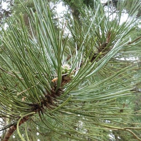 Tinh Dầu Thiên Nhiên Đồi Cây - Tree Hill Essential Oil - tinh dầu xông nhà, tinh dầu thơm nhà