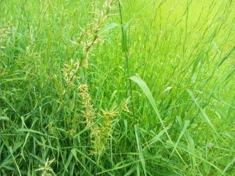 Tinh Dầu Thiên Nhiên Sả Hoa Hồng - Palmarosa Essential Oil - tinh dầu xông nhà, tinh dầu thơm nhà