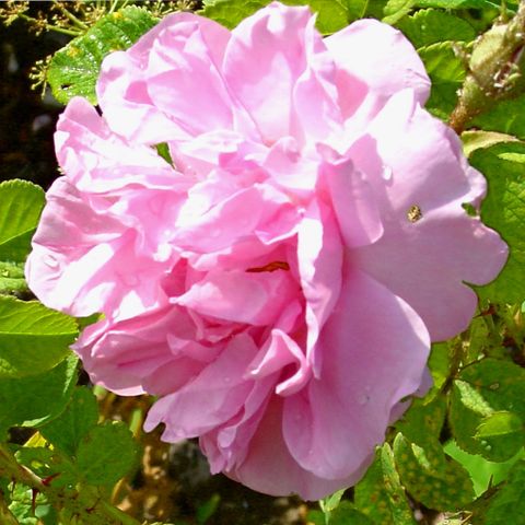 Tinh Dầu Thiên Nhiên Vườn Hoa - Garden's Flower Essential Oil - tinh dầu xông nhà, tinh dầu thơm nhà