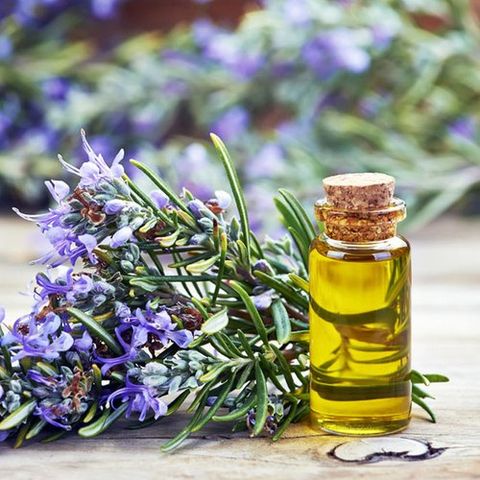 Tinh Dầu Hữu Cơ Hương Thảo Pháp - Eco Rosemary Essential Oil - tinh dầu xông nhà, tinh dầu thơm nhà