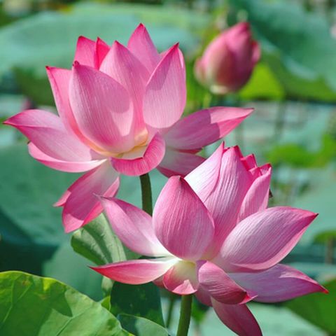 Tinh chất Tỏa hương - Nước hoa thơm phòng Hoa Sen - Lotus - Nước hoa tạo hương thơm - Khử mùi