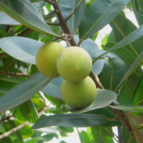 Xà phòng handmade Nhiệt đới Mù U - Tamanu Handcrafted Soap  - Xà phòng thiên nhiên Aroma - Xà phòng thủ công nhiệt đới mù u