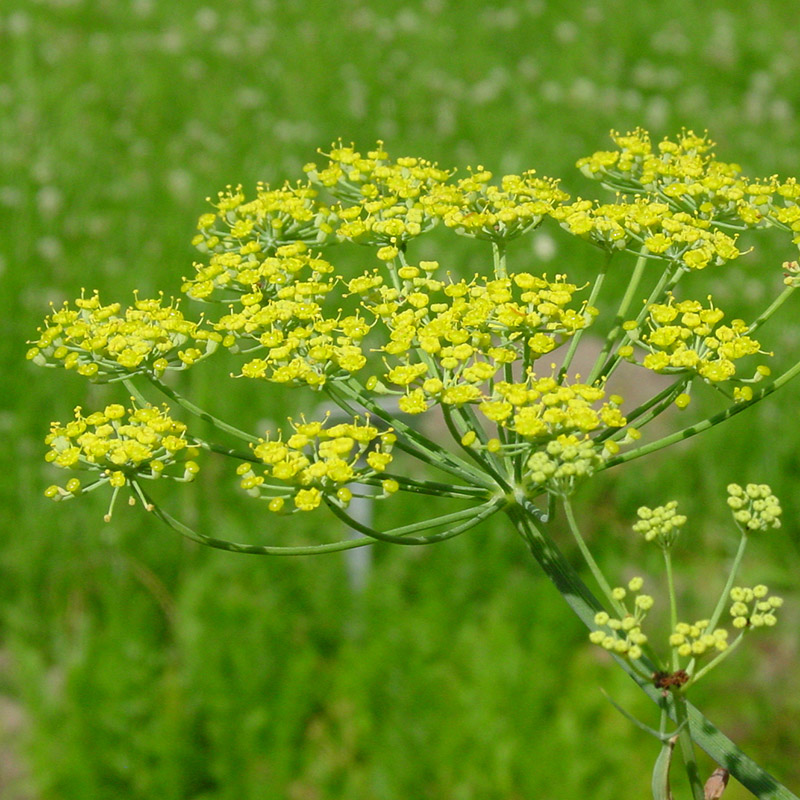 Tinh Dầu Thiên Nhiên Thì Là  - Fennel Bitter Essential Oil - tinh dầu xông nhà, tinh dầu thơm nhà