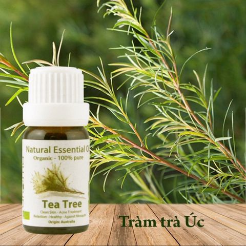 Tinh Dầu Hữu Cơ Tràm Trà - Eco Tea Tree Essential Oil - Tinh dầu tràm trà, tinh dầu xông nhà, tinh dầu thơm nhà