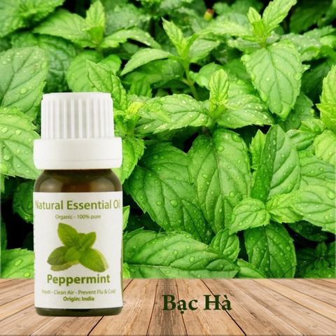 Tinh Dầu Hữu Cơ Bạc Hà Pháp - Eco Peppermint Essential Oil - Tinh dầu bạc hà, tinh dầu xông nhà, tinh dầu thơm nhà