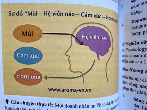 Sách Tinh Dầu & Sức Khỏe Chữa Lành – Cẩm Nang Ứng Dụng Hương Thơm Phục Hồi Cơ Thể & Cảm Xúc | Ebook