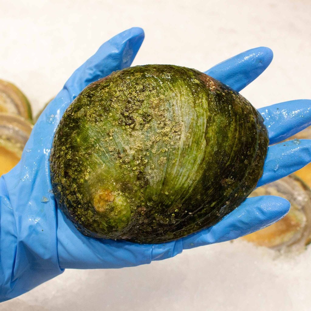 Bào ngư Úc viền xanh nguyên con đông lạnh - size 10 con/kg