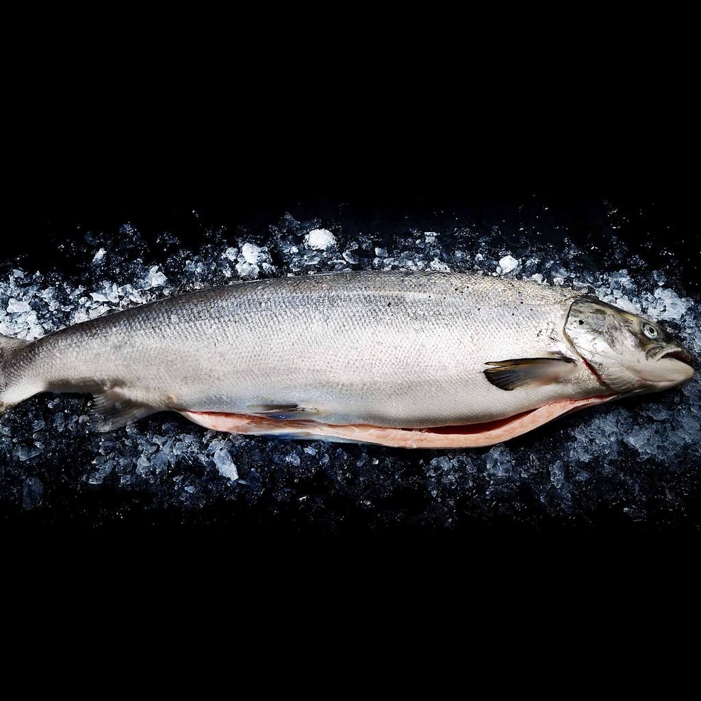 Cá Hồi Na Uy tươi nguyên con (5 – 6kg/con)