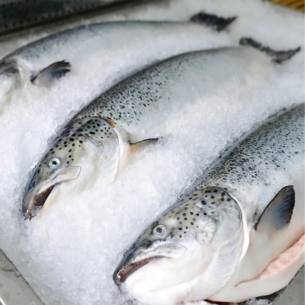 Cá Hồi Na Uy tươi nguyên con (5 – 6kg/con)
