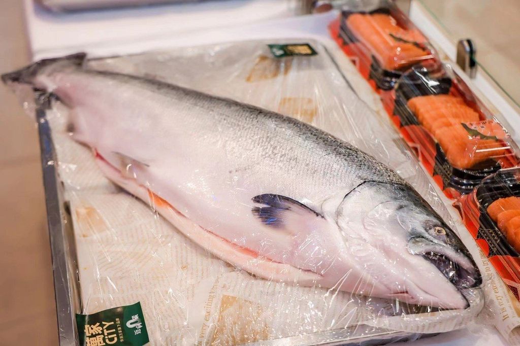 King salmon New Zealand tươi nguyên con size 6-7Kg