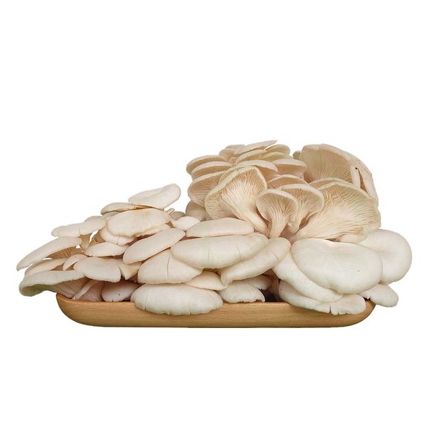 Nấm sò trắng tươi nấm xanh 200gr/khay