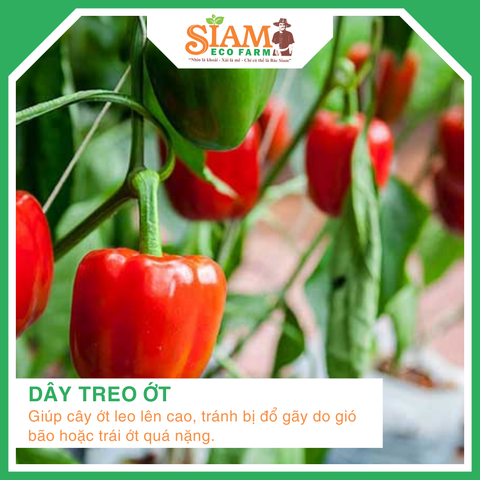 Dây Treo Ớt 