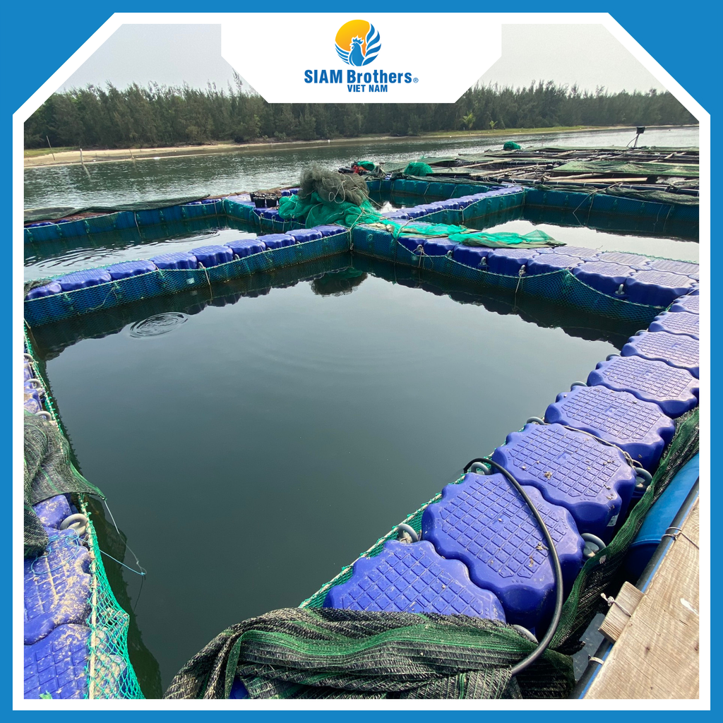 Phao Lồng Bè HDPE