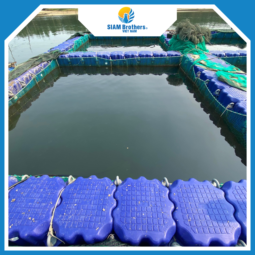 Phao Lồng Bè HDPE