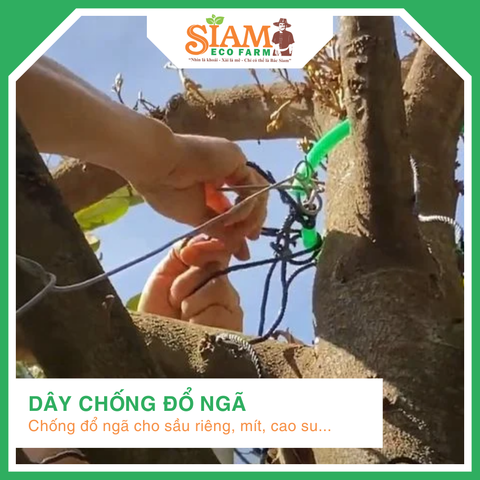  Dây Chống Đổ Ngã (sầu riêng, mít, cao su...) 