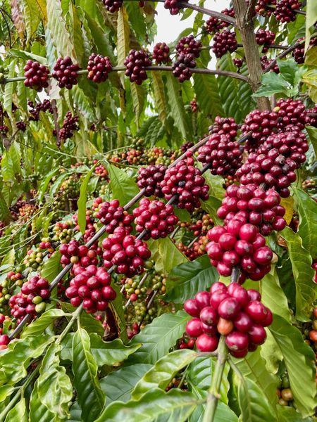  Cà phê rang xay HomePro 