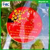 cuon-mang-ep-ly-nhua-mau-tet-2022