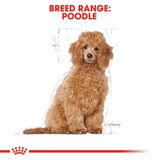  Thức Ăn Hạt Cho Chó Royal Canin Poodle Puppy - Chó giống Poodle dưới 12 tháng 