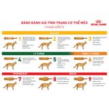  Thức Ăn Hạt Cho Mèo Royal Canin Diabetic Feline - Hỗ trợ kiểm soát dinh dưỡng cho mèo bị tiểu đường 