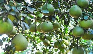 Dịch vụ đăng ký chỉ dẫn địa lý