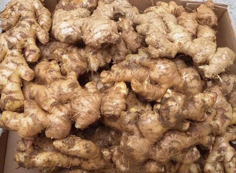  DRY GINGER 