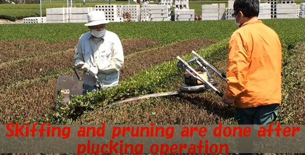 Máy Đốn Chè Đôi Ochiai EVS 1200 Nhật Bản