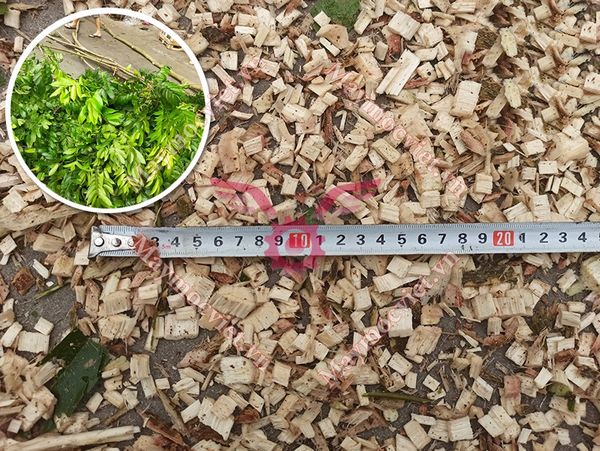 Máy băm cành cây MBC-DC75