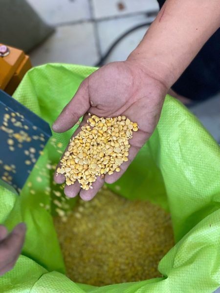 Máy bóc vỏ, xát vỏ đậu nành Turbo TBYL40