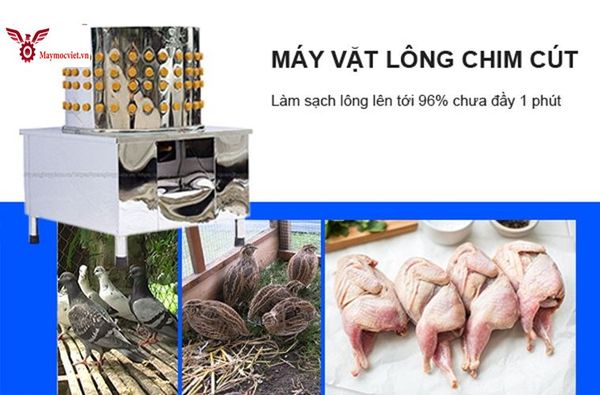 Máy vặt lông chim cút, gà ác, bồ câu sạch 99%