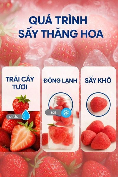 Máy Sấy Thăng Hoa 5kg Turbo TB05H