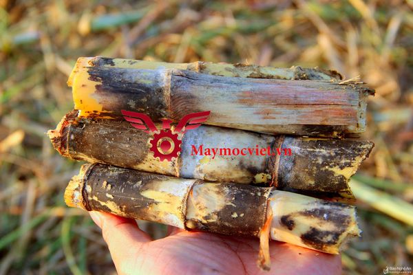 Máy thu hoạch mía VM129HP