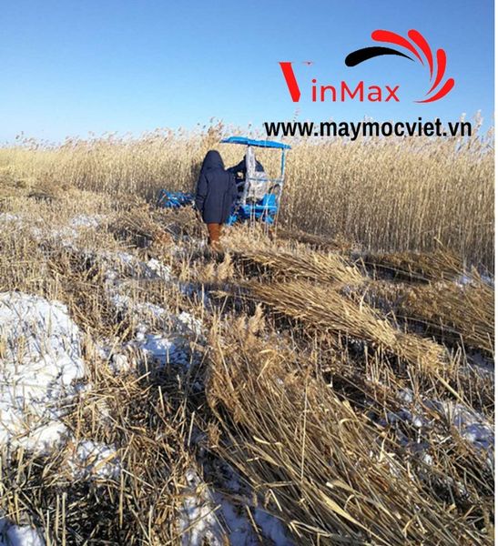 Máy thu hoạch mía, cây bắp, sậy xếp dãy Kawasaki VMTH88