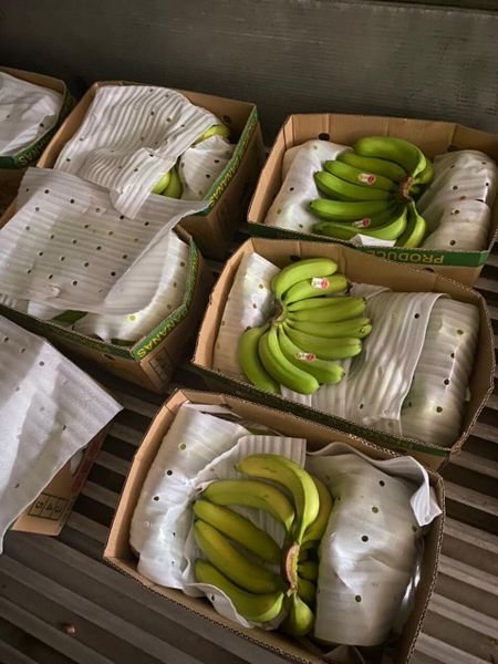 Máy ủ chín trái cây VMM250