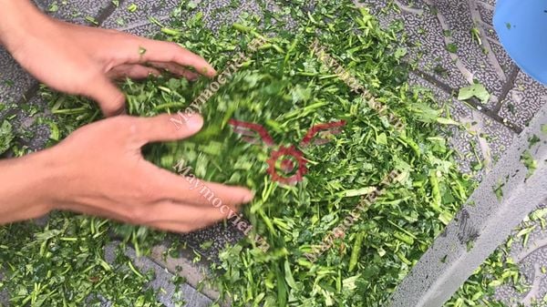 Máy băm cỏ voi, rau, lục bình dạng phễu BP500
