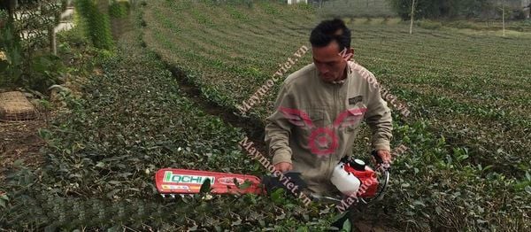 Máy Đốn Chè Đơn Ochiai E7H Nhật Bản