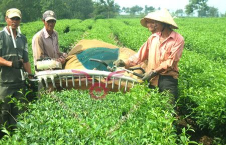 Máy Hái Chè Đôi Ochiai V8S 1140 – Japan