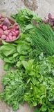  Hạt giống cải củ đỏ tròn PN 0636 