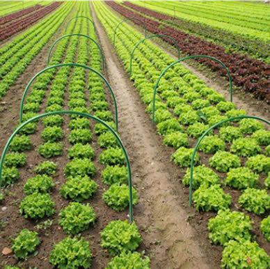  Khung vòm trồng rau Daim C50cm x R50cm 