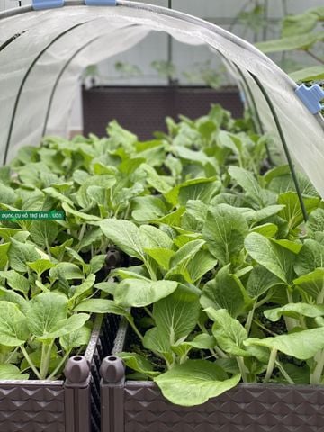 Khung vòm trồng rau Daim C90cm x R110cm 