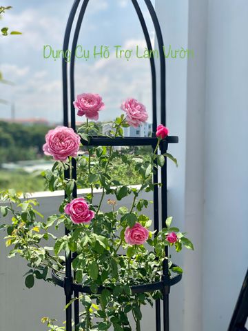  Khung quế trồng hoa hồng Daim cao 180cm 