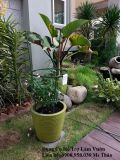  Khung đỡ cây Daim đường kính vòng 27-32cm 