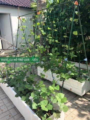  Giàn leo chữ A Daim TS 1.8 